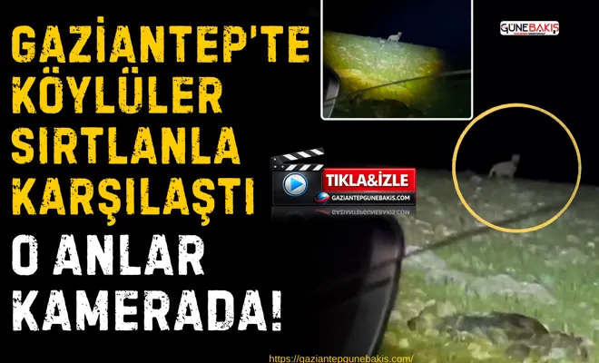 Gaziantep’te köylüler sırtlanla karşılaştı: O anlar kamerada!