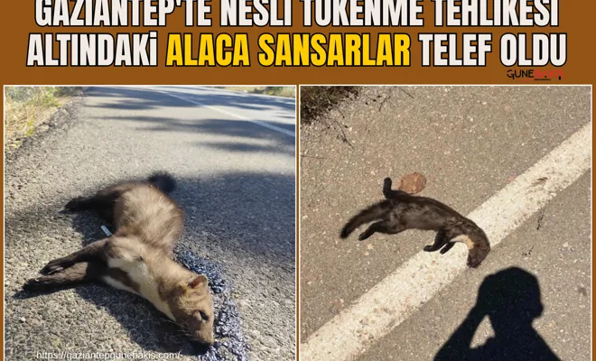 Gaziantep'te nesli tükenme tehlikesi altındaki alaca sansarlar telef oldu
