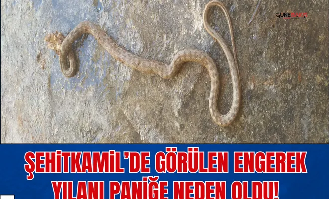Şehitkamil’de görülen engerek yılanı paniğe neden oldu!