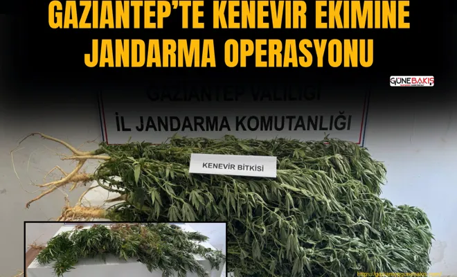 Gaziantep’te kenevir ekimine jandarma operasyonu