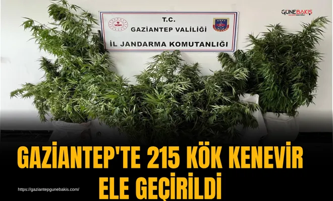Gaziantep'te 215 kök kenevir ele geçirildi