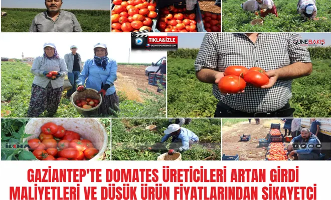 Gaziantep'te domates üreticileri artan girdi maliyetleri ve düşük ürün fiyatlarından şikayetçi