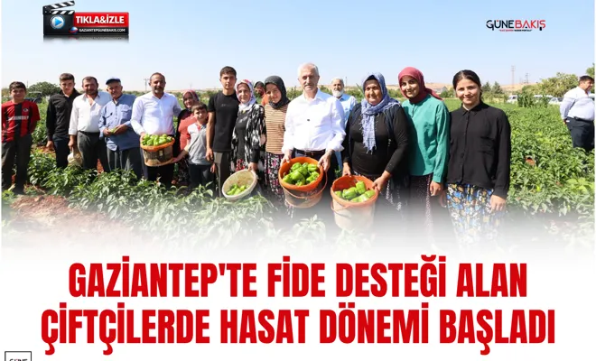 Gaziantep'te fide desteği alan çiftçilerde hasat dönemi başladı