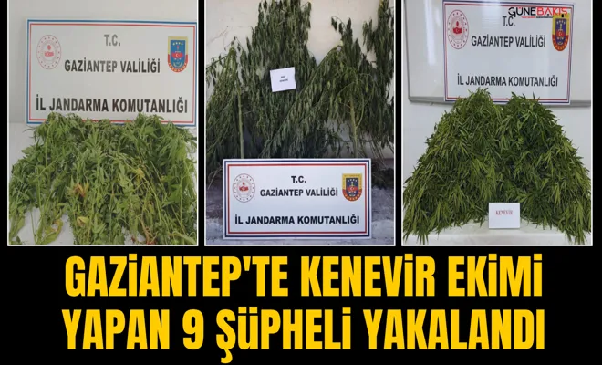 Gaziantep'te kenevir ekimi yapan 9 şüpheli yakalandı