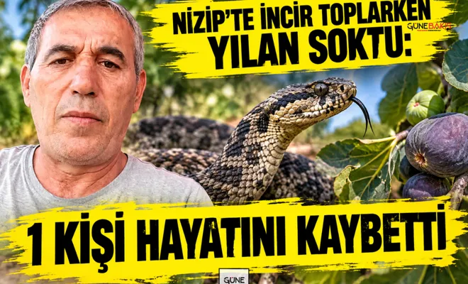 Nizip’te incir toplarken yılan soktu: 1 kişi hayatını kaybetti