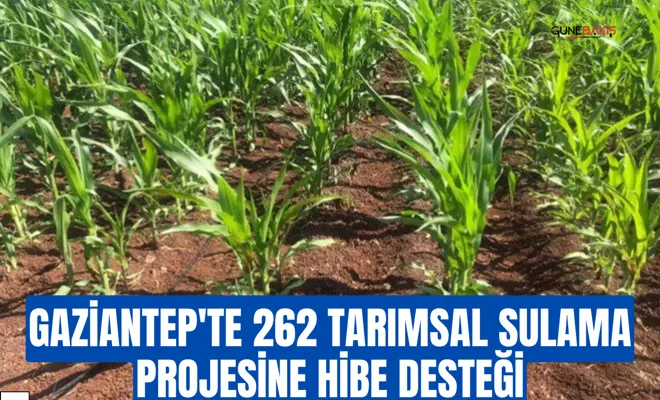 Gaziantep'te 262 tarımsal sulama projesine hibe desteği